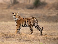 20211002180240 Tadoba Andhari National Park standing tiger